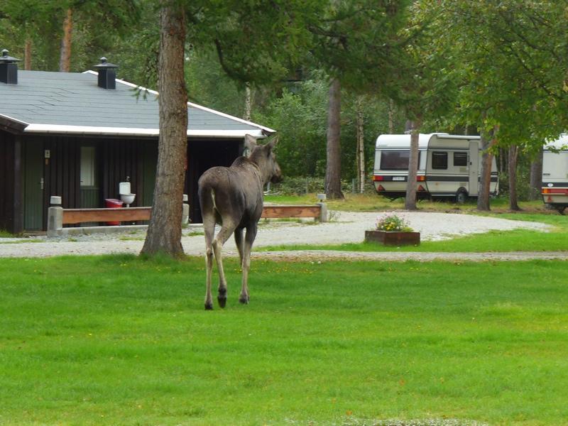 Furuly Camping Nordberg Экстерьер фото